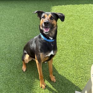 A black and brown dog with a blue collar sitting on green artificial grass.