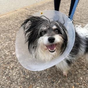 A small dog with black and white fur wearing a clear plastic cone, standing on a paved surface.