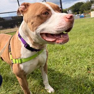 Mango, Mixed Breed (Large), adult, available for adoption