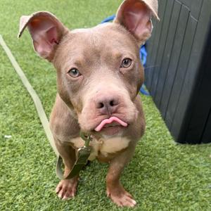 Acorn, Mixed Breed (Medium), adult, available for adoption