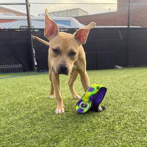 Oatmeal, Mixed Breed (Medium), adult, available for adoption