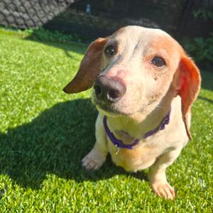 Kane, Mixed Breed (Small), senior, available for adoption