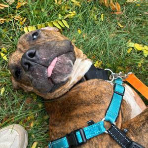 Dadhyan, Mixed Breed (Medium), adult, available for adoption