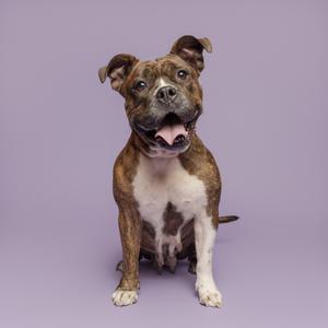 A brown and white dog sitting on a purple background