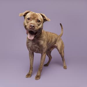A brindle-colored dog with a happy expression, standing on a purple background.