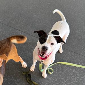 Ori, Mixed Breed (Medium), adult, available for adoption