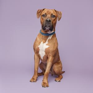 A brown dog with a white patch on its chest sitting on a purple background.