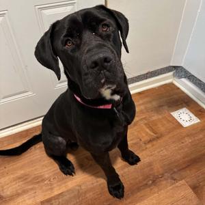 Clark, Cane Corso, young, available for adoption