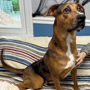 Definitely Kevin, Catahoula Leopard Dog, young, available for adoption