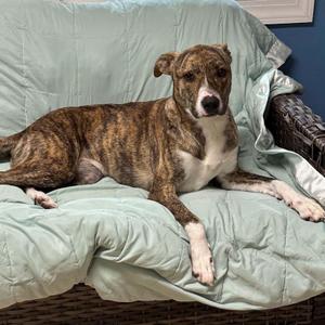 Pocus, Plott Hound, young, available for adoption