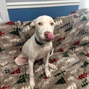 Zero, Mixed Breed, young, available for adoption
