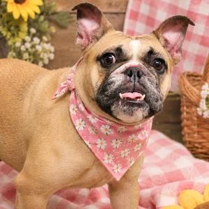 A French bulldog wearing a pink bandana with white flowers, sitting on a red and white checkered blanket with a sunflower and a basket in the background.