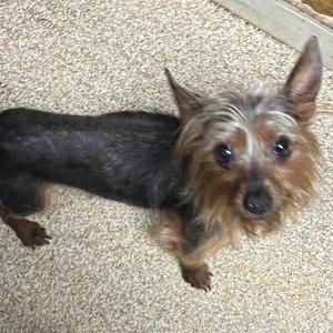 Barrel, Yorkshire Terrier, adult, available for adoption