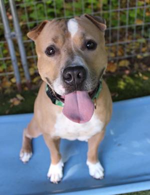 Quincy, American Staffordshire Terrier, adult, available for adoption