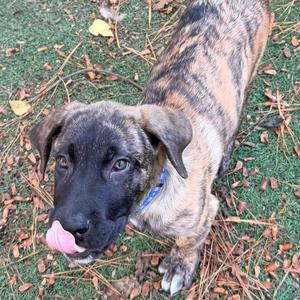 A brindle dog with a black face and floppy ears is standing on grass, looking up with its tongue out.