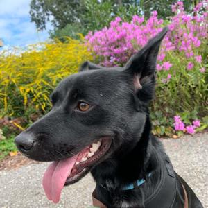 O'Henry, Australian Kelpie / Australian Cattle Dog / Blue Heeler, young, available for adoption