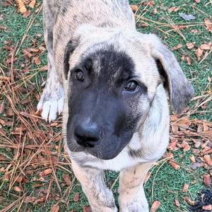 Apollo, Anatolian Shepherd, puppy, available for adoption
