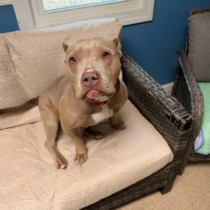 Boo Berry, American Staffordshire Terrier, adult, available for adoption