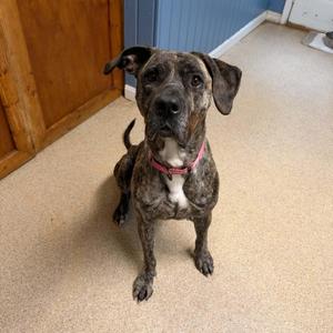 Cinnamin, Presa Canario, adult, available for adoption