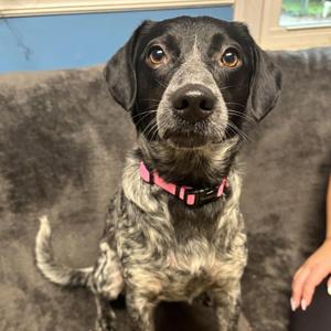 Lock, Pointer, adult, available for adoption
