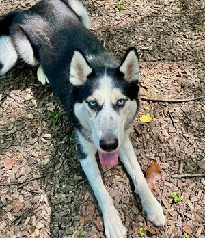 Panda, Husky, young, available for adoption