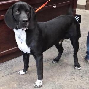 Phantom, Labrador Retriever / Basset Hound, young, available for adoption