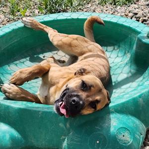 Nala, Terrier, Pit Bull, adult, available for adoption