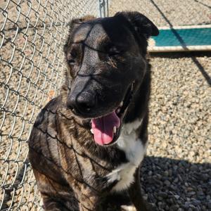 Sage, Greyhound, adult, available for adoption