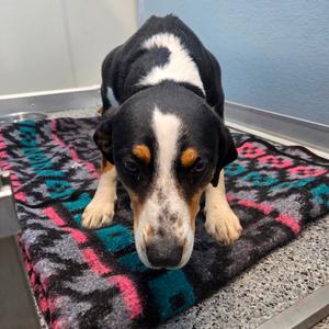 Loki, Greater Swiss Mountain Dog, young, available for adoption
