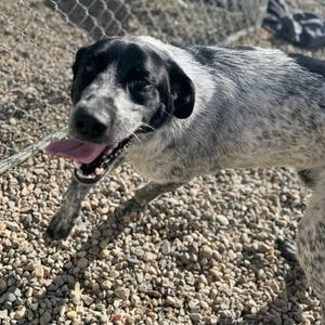 Blue, Pointer, German Shorthaired, young, available for adoption