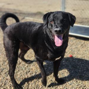 Ash, Retriever, Chesapeake Bay, adult, available for adoption