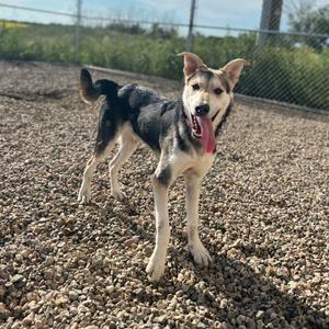 Junior, Shepherd, young, available for adoption