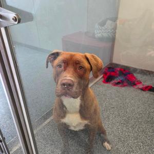 Tank, Retriever, Chocolate Labrador, adult, available for adoption