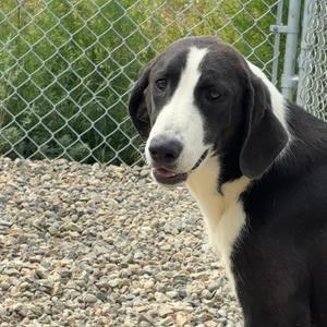 Nellie, Collie, Border, adult, available for adoption