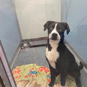 Domingo, Retriever, Black Labrador, young, available for adoption