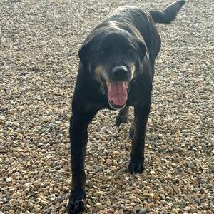 Spike, Retriever, Black Labrador, adult, available for adoption