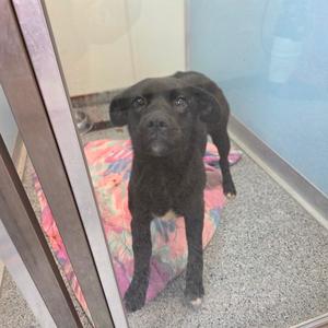 Nova, Retriever, Black Labrador, adult, available for adoption