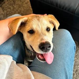 Peanut Butter, Shepherd, available for adoption