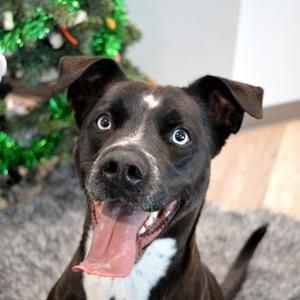Iris, Terrier, American Pit Bull, adult, available for adoption