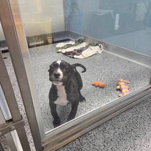 Squirt, Terrier, Pit Bull, available for adoption