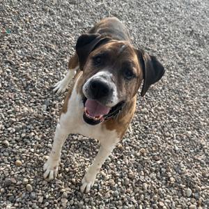 Lucky, Boxer, senior, available for adoption