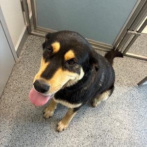 Lily, Newfoundland, adult, available for adoption