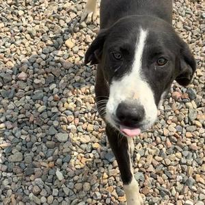 Chelley, Collie, Border, adult, available for adoption