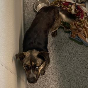 Indie, Shepherd, adult, available for adoption