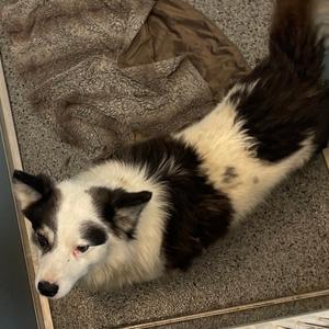 Linen, Collie, adult, available for adoption