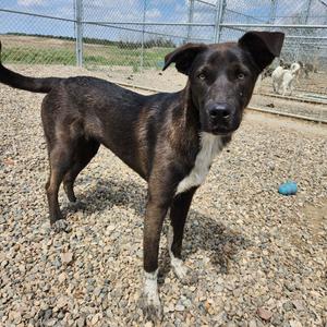Ember, Shepherd, young, available for adoption