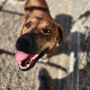 Kellie, Terrier, Pit Bull, adult, available for adoption