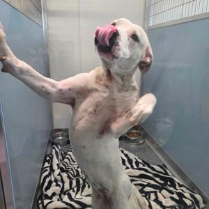 Thirteen, Terrier, Pit Bull, young, available for adoption