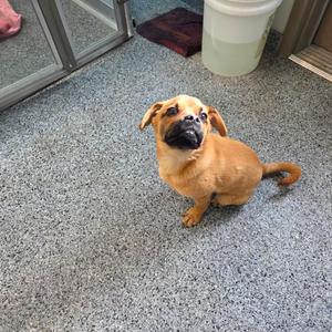Butters, Terrier, available for adoption