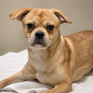 A light brown dog with floppy ears lying on a white surface.